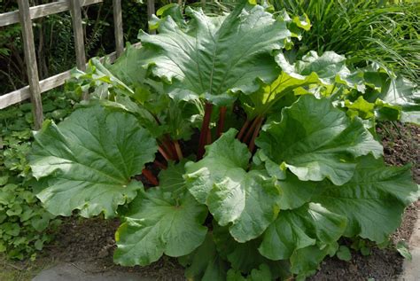 Organic Rhubarb ‘glaskins Perpetual Perennial Rheum Rhabarbarum 25 Seeds