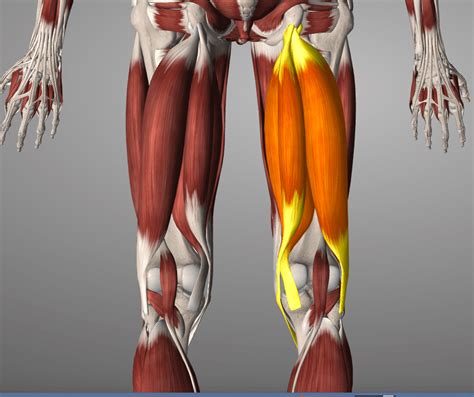 Why Hamstrings Get Tight And Why Stretching Them Will Never Fix Back