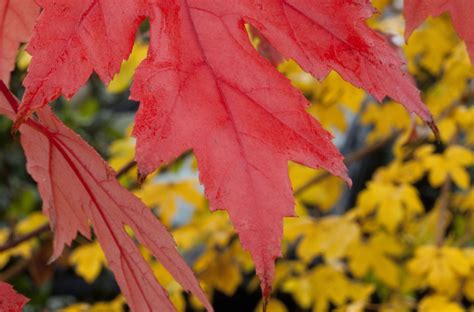 Autumn Blaze Maple Tree Plant Care And Growing Guide