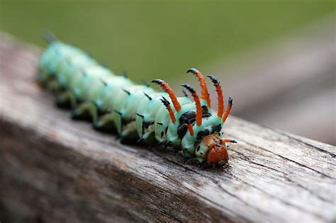 10 Remarkable Caterpillars And What They Become