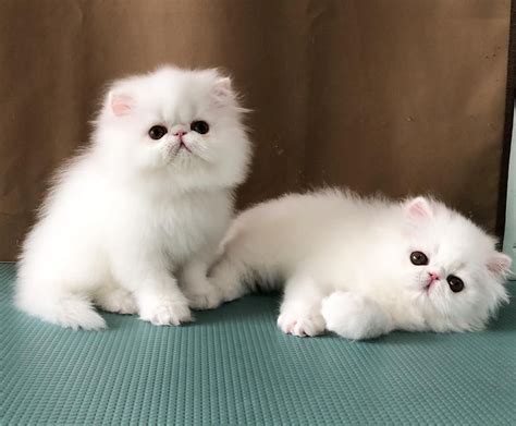 9 Beautiful White Cats And Kittens