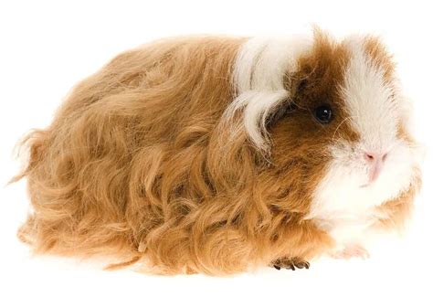 Guinea Pig Breeds Discover 13 Different Cavies With Our Complete List