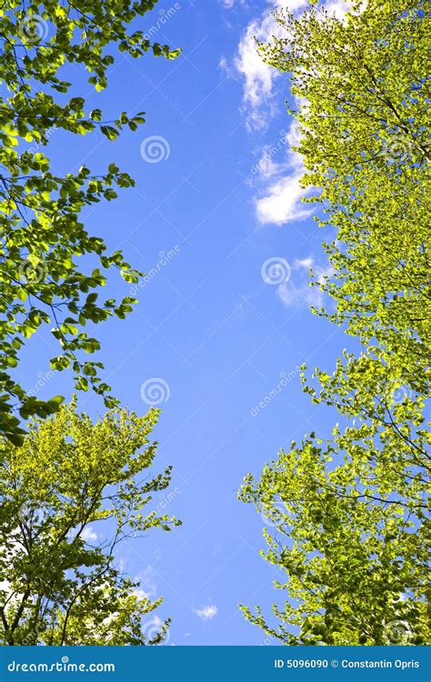Trees Framing Blue Sky Stock Photo Image Of Blue Outdoor 5096090
