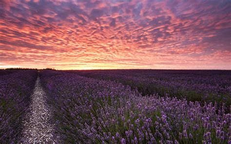 Field Sunset Lavender Landscape Wallpapers Hd Desktop And Mobile