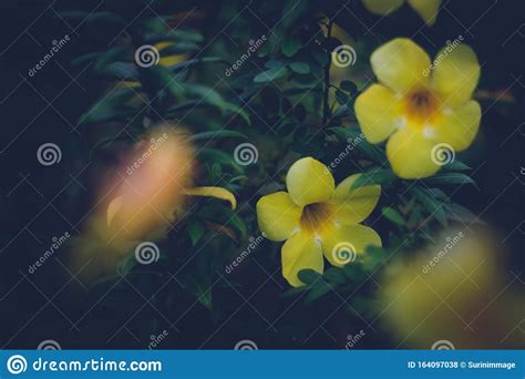 Yellow Flowers Bloom Beautifully On The Tree Stock Photo Image Of