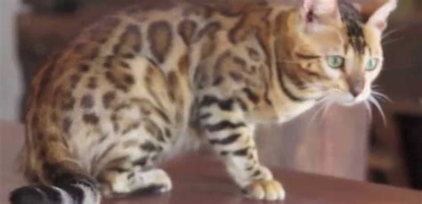 There are of course local shelters as well that may have mixed or older coons available for adoption. The Maine Coon Bengal Mix - Maine Coon Expert