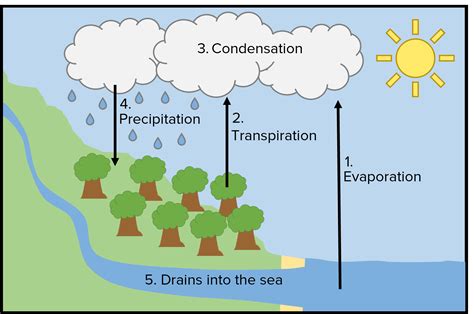 Water And Nutrient Cycles Questions And Revision Mme