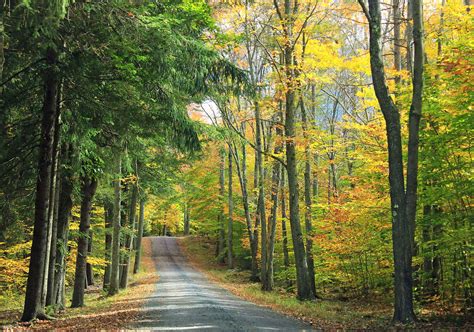 Free Picture Wood Nature Tree Road Leaf Landscape Forest Road