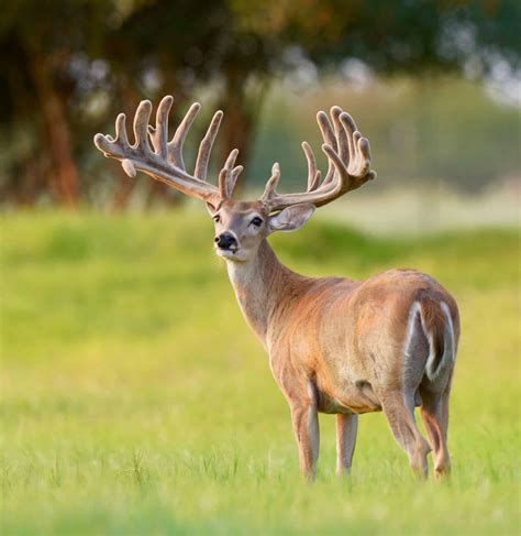 M3 Whitetails Special Black Friday Doe Offering Deer Breeder In