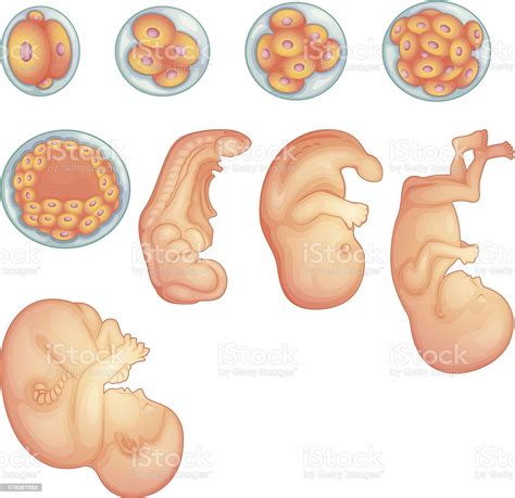 Stages In Human Embryonic Development Stock Illustration Download