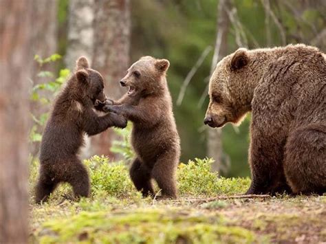 mama bear and cubs playing