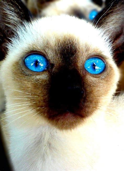 Feline Eyes Which Are Pretty Much Always Mesmerizing Colorpoint