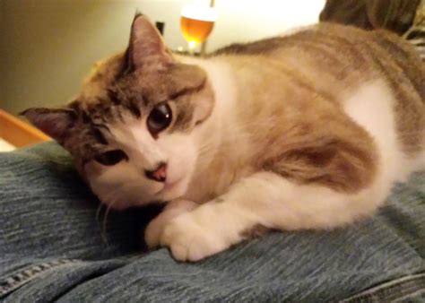 With great trepidation, and not without significant effort! How to Tame a Wild Cat | PetHelpful
