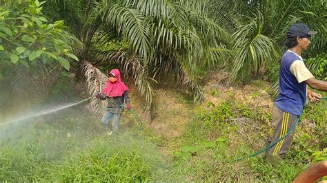 Mekanisasitradisonal Di Kebun Sawit Youtube