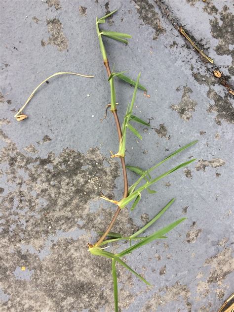 Crabgrass Vs St Augustine Grass In The Lawns And Grass Forum