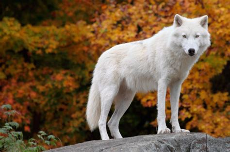 A White Arctic Wolf Standing On A Rock Stock Photo Download Image Now