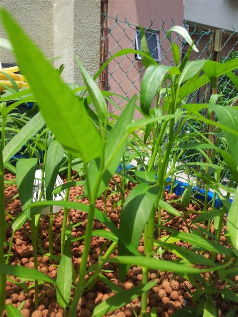 Water spinach is fragile and very perishable, particularly the long leaf variety. Affnan's Aquaponics: Kangkong - Water Spinach