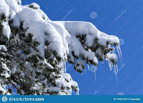Snow Covered Pine Tree Branch Stock Image Image Of White Woodland