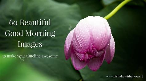 Send your loved ones one of these good morning messages. 60 Beautiful Flower Images with Inspiring Good Morning Quotes