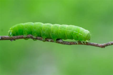 Green Caterpillar Pictures Download Free Images On Unsplash