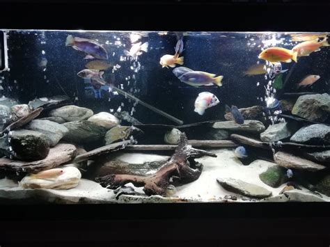 How Many African Cichlids In A 30 Gallon Tank Healing Picks