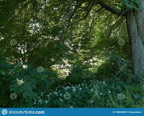 Beautiful Wild White Spring Summer Flowers In The Forest Stock Image