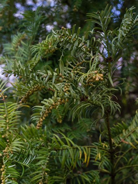 What Is A Japanese Plum Yew Learn About Japanese Plum Yew Care