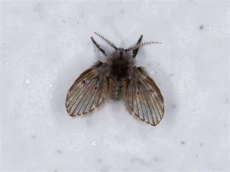 Drain Fly Larvae In Toilet What You Should Do Pest Control Options