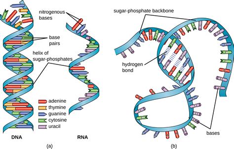 103 Structure And Function Of Rna Biology Libretexts