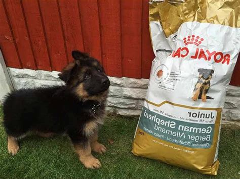 Explore the best info now. Best Dry Dog Food For German Shepherd Puppy | PETSIDI