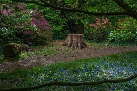 Stumpery artworks are wonderful elements of natural garden design. Best Tree Stump Ideas for Garden Art Landscape Design ...