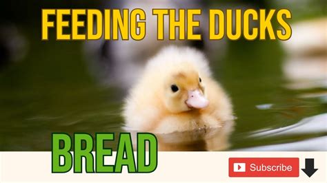 Feeding The Ducks Bread