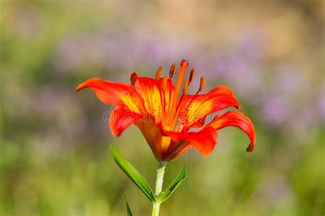 Orange Bloom Of Fire Lily Lilium Bulbiferum In Green Meadow Stock Image