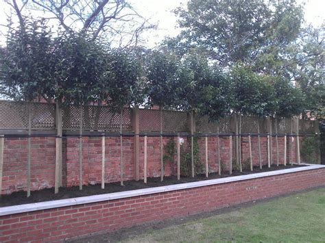 Screening And Privacy Trees Fast Growing Shade Trees Barcham Trees