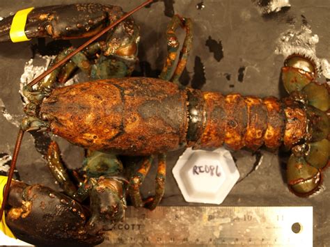 Research Reveals Link Between Warming And Lobster Disease