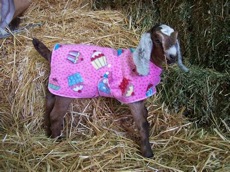 Goat Coats Pygmy Goat Goat Care Goats In Sweaters