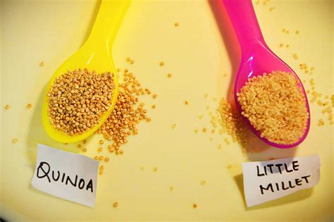 Millet Vs Quinoa Are They Same Wellness Munch