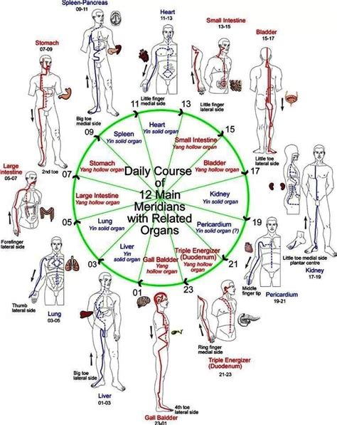 Meridianos Acupuncture Shiatsu Massage Qigong