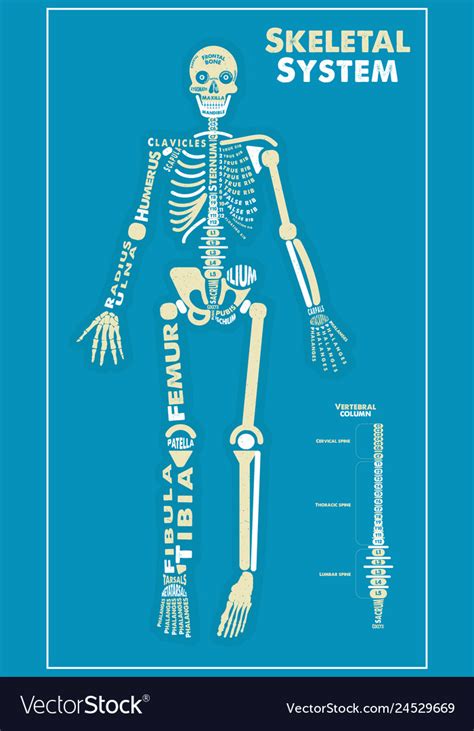 Skeletal System Poster Didactic Board Of Anatomy Vector Image