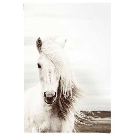 wit paard poster reinders