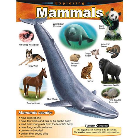 Exploring Mammals Learning Chart T 38185 Trend Enterprises Inc