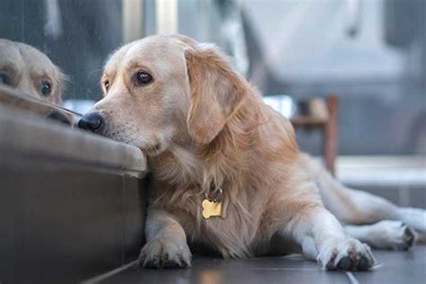 Lo Dice La Ciencia Los Perritos Sienten Dolor Cuando Otro Canino Muere