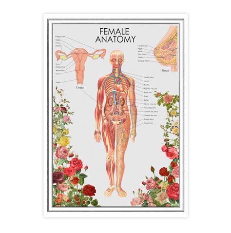 The Female Anatomy Feminist Poster Anatomy Chart Etsy