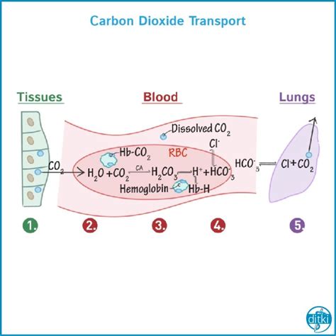Carbon Dioxide Transport In Blood Paulilkaufman