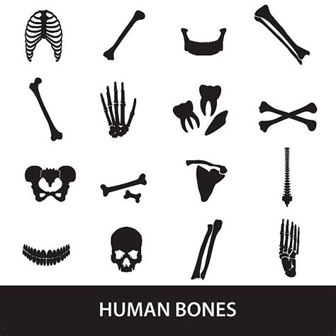 Best Human Bone Illustrations Royalty Free Vector Graphics And Clip Art