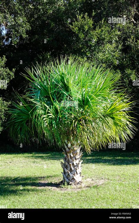Sabal Cabbage Palm Palmetto Palmetto Tree Hi Res Stock Photography And