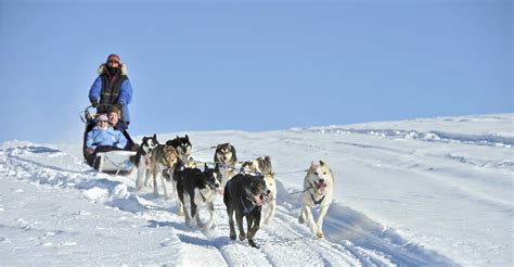 Dog Mushing Explore Fairbanks Alaska