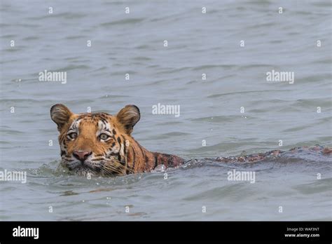 Adult Male Tiger Swimming In Deep Water During Wide River Crossing In