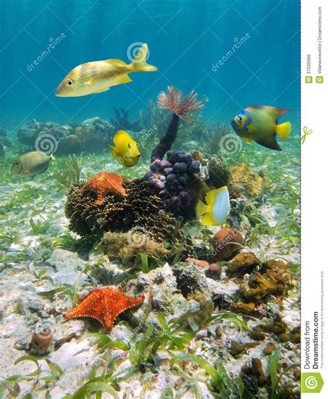 Colorful Underwater Marine Life Stock Photo Image Of