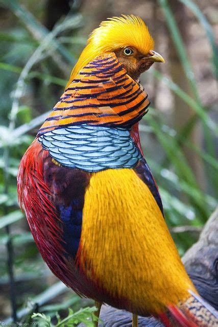Golden Pheasant Almost Unreal In Its Coloringthe Golden Pheasant Or